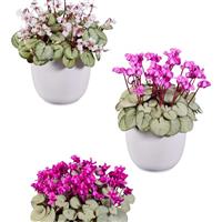 Cyclamen Koumy<sup>®</sup> Silverleaf