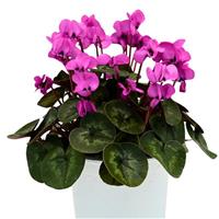 Cyclamen Koumy<sup>®</sup> Pink Classic Leaf