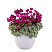 Cyclamen Koumy<sup>®</sup> Dark Pink Classic Leaf