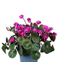 Cyclamen Koumy<sup>®</sup> Dark Pink Green Leaf