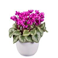 Cyclamen Koumy<sup>®</sup> Dark Pink Marbled Leaf
