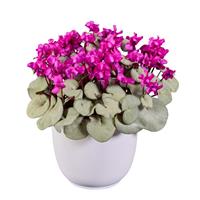 Cyclamen Koumy<sup>®</sup> Dark Pink Silverleaf