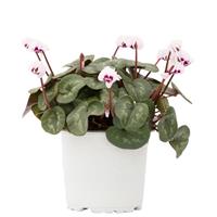 Cyclamen Koumy<sup>®</sup> Light Pink Classic Leaf