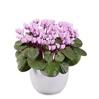 Cyclamen Koumy<sup>®</sup> Light Pink Green Leaf