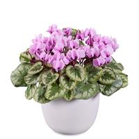 Cyclamen Koumy<sup>®</sup> Light Pink Marbled Leaf