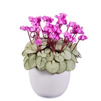 Cyclamen Koumy<sup>®</sup> Pink Silverleaf