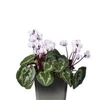Cyclamen Koumy<sup>®</sup> White Marbled Leaf
