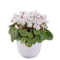 Cyclamen Koumy<sup>®</sup> Pure White Green Leaf
