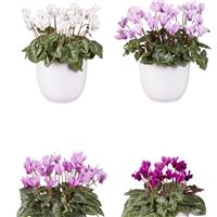 Cyclamen Lify<sup>®</sup> Classic Leaf Mix