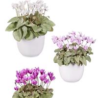 Cyclamen Lify<sup>®</sup> Platinum Leaf Mix