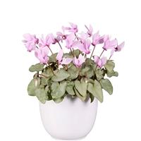 Cyclamen Lify<sup>®</sup> Light Pink Platinum Leaf
