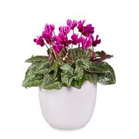 Cyclamen Lify<sup>®</sup> Purple Classic Leaf