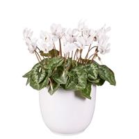 Cyclamen Lify<sup>®</sup> White Classic Leaf