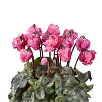 Metis<sup>®</sup> Lucerna Salmon Cyclamen