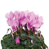 Super Allure Lavender Cyclamen
