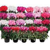 Super Allure Mix Cyclamen