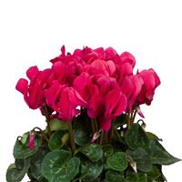 Super Allure Wine Red Cyclamen