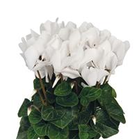 Super Allure Cream White Cyclamen