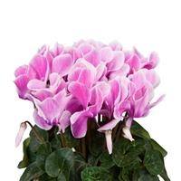Super Allure Violet Flame Cyclamen