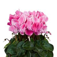 Super Allure Wine Red Flame Cyclamen
