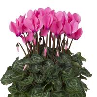 Super Allure Neon Pink Cyclamen