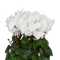 Super Allure Pure White Cyclamen