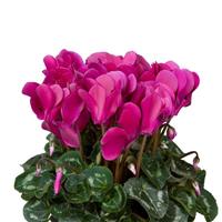Super Allure Dark Violet Cyclamen