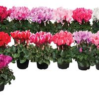 Super Allure Solar Mix Cyclamen
