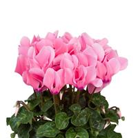Super Allure Light Neon  Pink Cyclamen