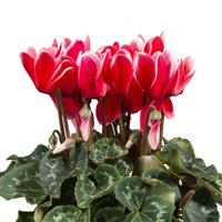 Super Allure Fuji Red Cyclamen