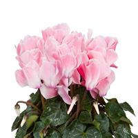 Super Allure Deep Salmon Flame Cyclamen