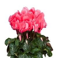 Super Allure Dark Salmon Pink Cyclamen