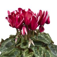 Super Allure Fuji Wine Red Cyclamen