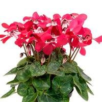 Super Djix Red Cyclamen