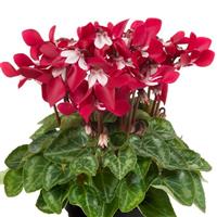 Super Djix Wine Red Cyclamen