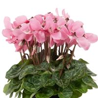 Super Djix Salmon with Eye Cyclamen