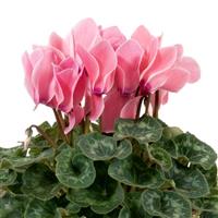 Super Leopardo Salmon Flame Cyclamen