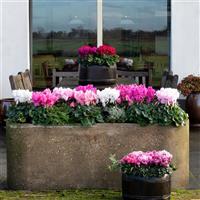 Super Mammoth Next Generation Mix Cyclamen