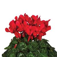 Super Mammoth Next Generation Red Cyclamen