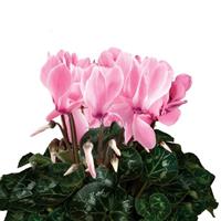 Super Mammoth Next Generation Salmon Flame Cyclamen