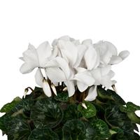 Super Mammoth Next Generation Cream White Cyclamen