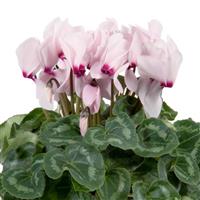 Super Mammoth Next Generation Light Eye Cyclamen