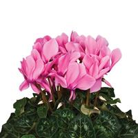 Super Mammoth Next Generation Neon Pink Cyclamen