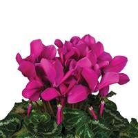 Super Mammoth Next Generation Dark Violet Cyclamen