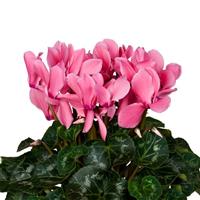 Super Mammoth Next Generation Light Salmon Pink Cyclamen