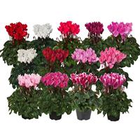 Super Mini Winter Mix Cyclamen