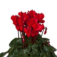 Super Mini Winter Red Cyclamen