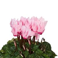Super Mini Winter Salmon Eye Cyclamen
