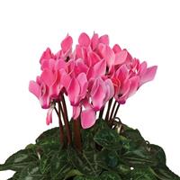 Super Mini Winter Salmon Flame Cyclamen