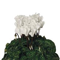 Super Mini Winter Cream White Cyclamen